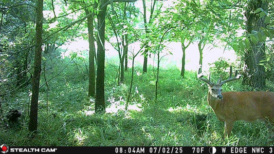 July 3, 2025 – Ben Rising: Big Bucks in Bedding Areas