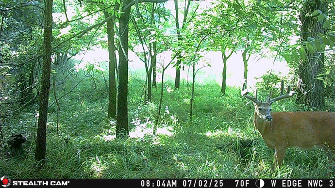 July 3, 2025 – Ben Rising: Big Bucks in Bedding Areas