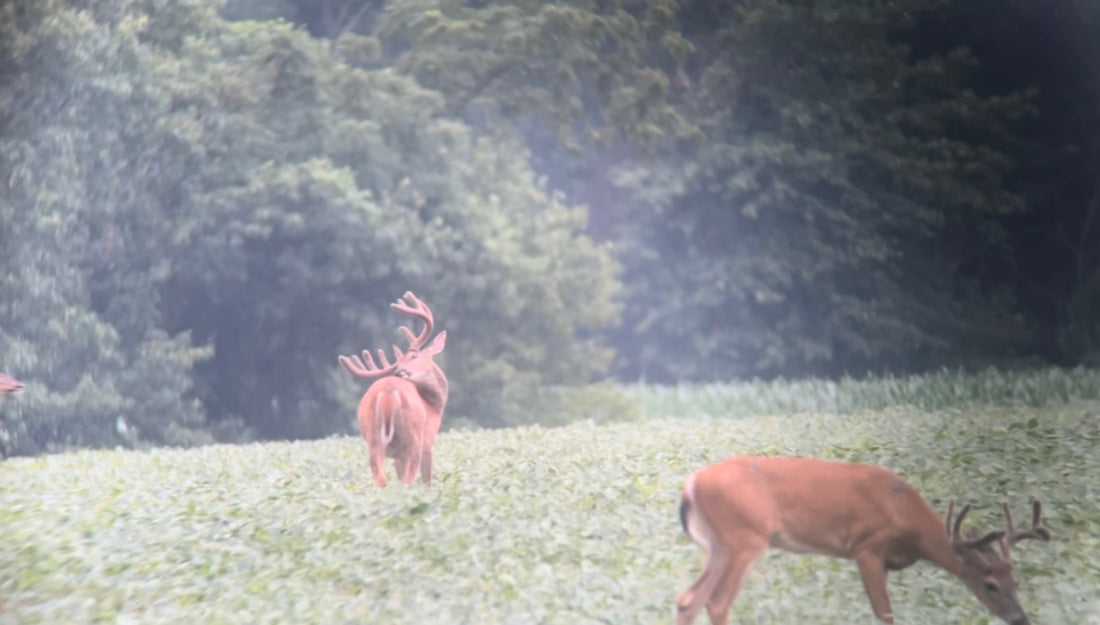 July 20, 2025 – Dewaine Jones: Chasing Permission and Velvet Bucks