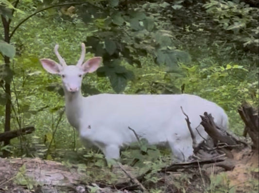 July 15, 2025 – Hunter Kloke: Glassing, Rain Tactics, and a Rare Albino Encounter