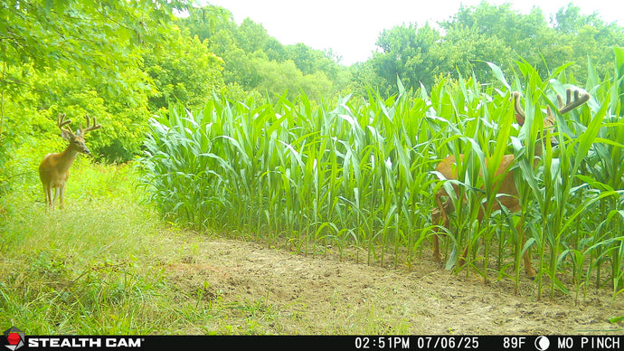 June 30, 2025 – Jeff Klump: The Perfect Tree Stand Spot - MO